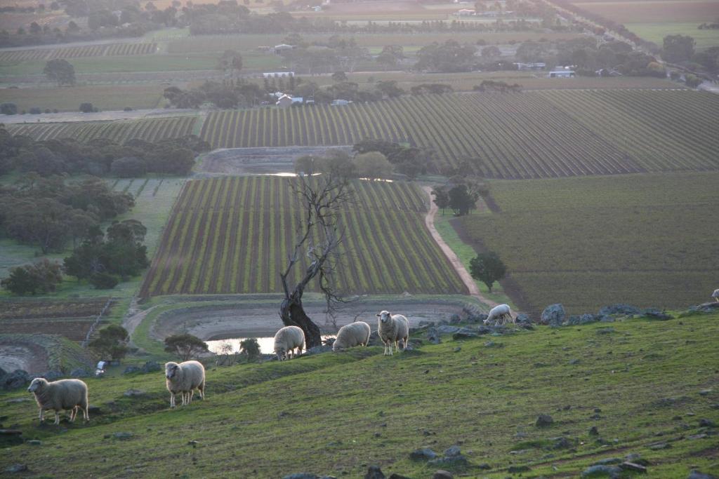 Barossa Vineyard Cottages Tanunda Buitenkant foto